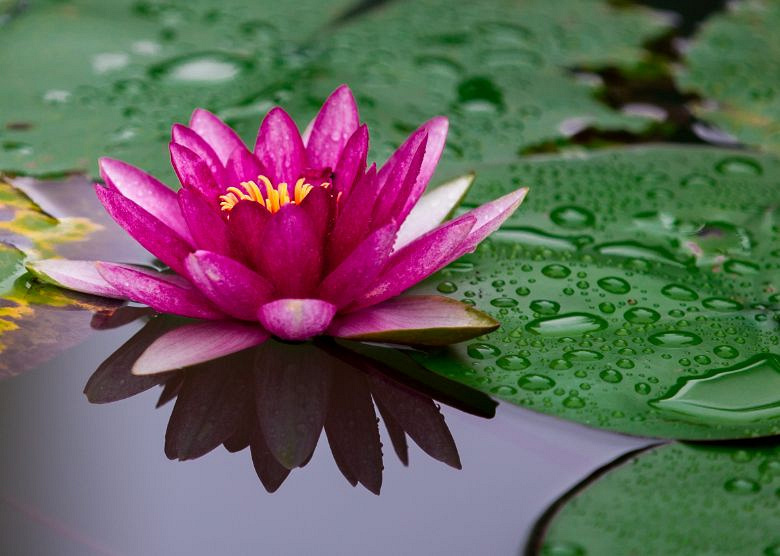 娇花照水 . 静之美