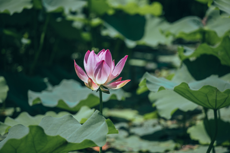 【麥芽希風景】夏日荷花