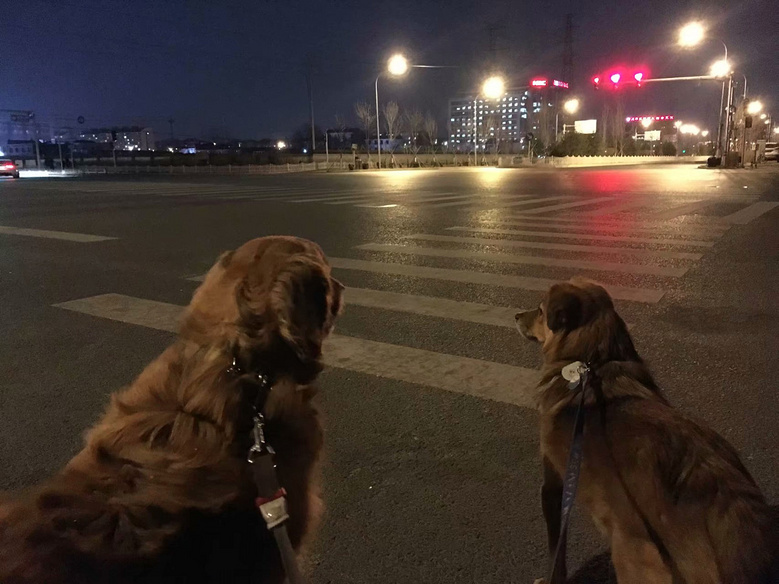 在中国,我只敢在半夜遛狗