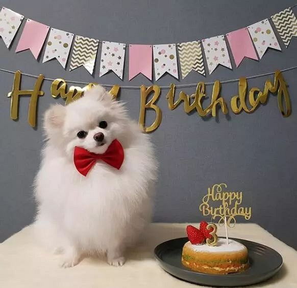 主人为狗狗过生日,吃蛋糕唱生日歌,狗砸生无可恋:有完没完?