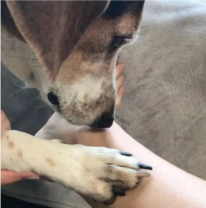 他们将狗狗的爪印纹在身上,居然摇身一变成为最潮的时尚纹身!