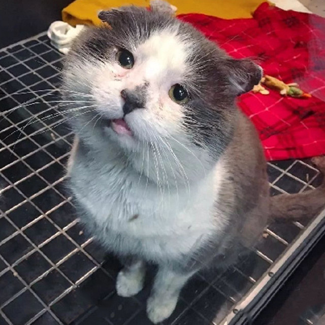 大头猫在外流浪了6年,终于有了温暖的家……-撸狗-杭州19楼