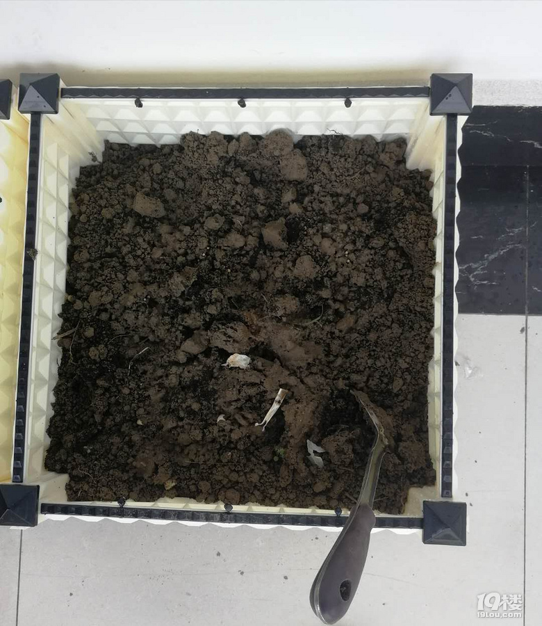 我要自己在出租房内种菜-持续更新