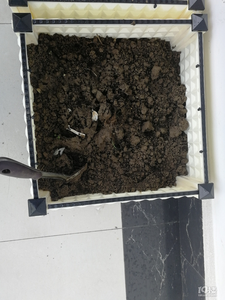 我要自己在出租房内种菜-持续更新