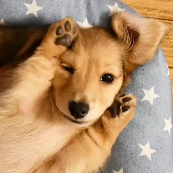 小奶狗的软萌"床照",看得人心都要化了!