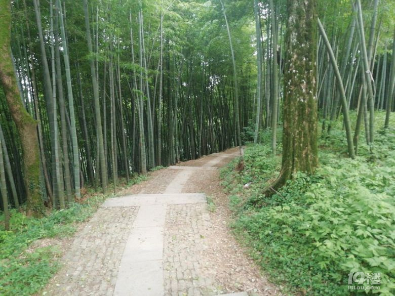 杭州九溪十八澗-龍井村-十里瑯珰