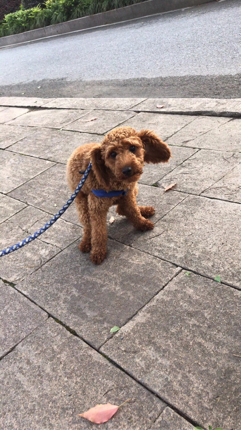 7个月母泰迪玩具犬免费送啦!