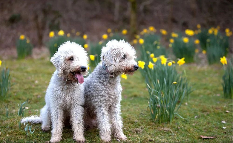名犬图鉴 | 贝灵顿梗 秒变异形的小绵羊