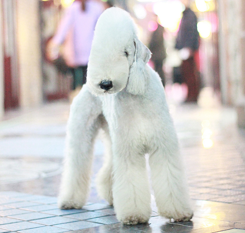 名犬图鉴 | 贝灵顿梗 秒变异形的小绵羊