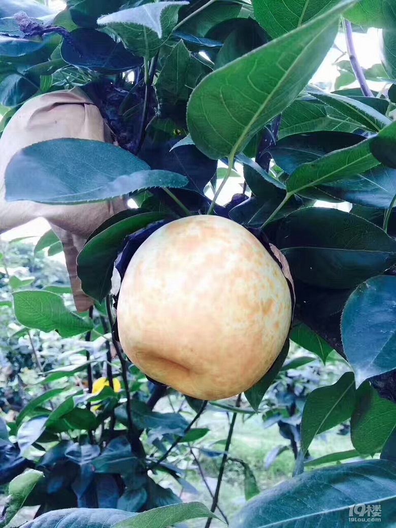 自家种的梨头又名八两开卖啦