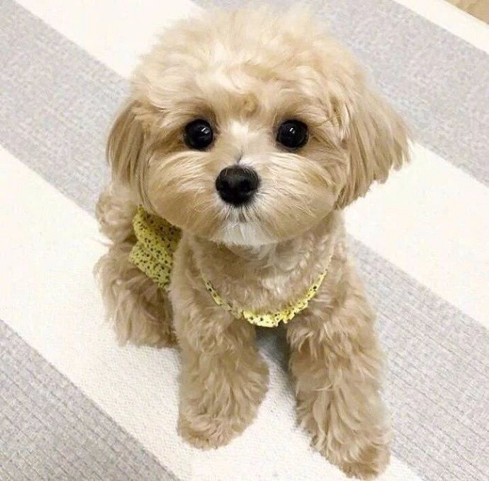 这只混血泰迪,萌得太犯规了!