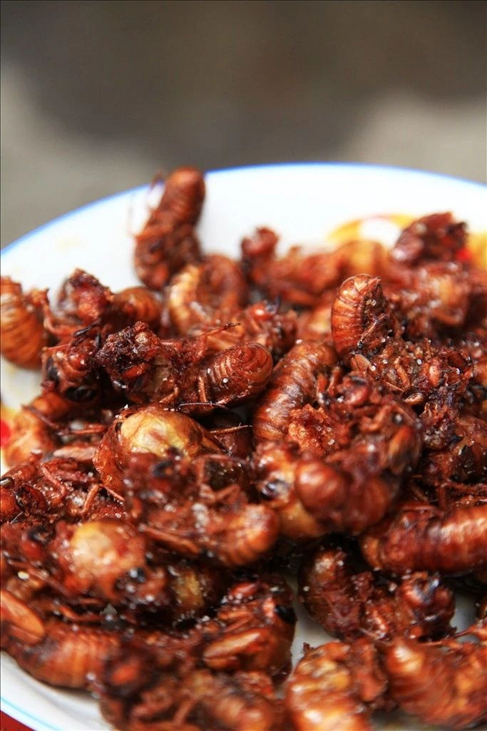 香酥知了,爆炒知了……吃货们,杭州知了成灾,美味做法大全全在