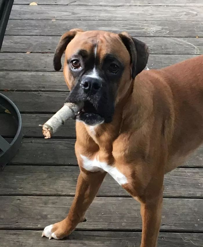 汪界最像人的一种狗,了解一下?(放心,不是二哈)