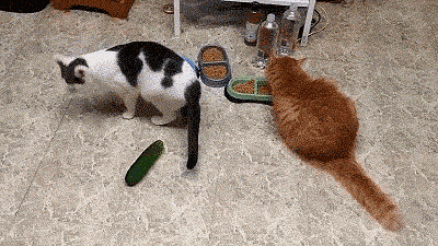 敷黄瓜的猫图片
