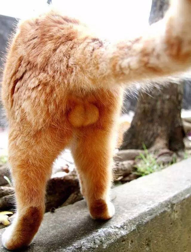 据说养母猫的铲屎官,都对公猫的蛋蛋异常向往.