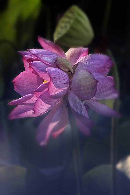 生生不息的浙大华家池并蒂莲