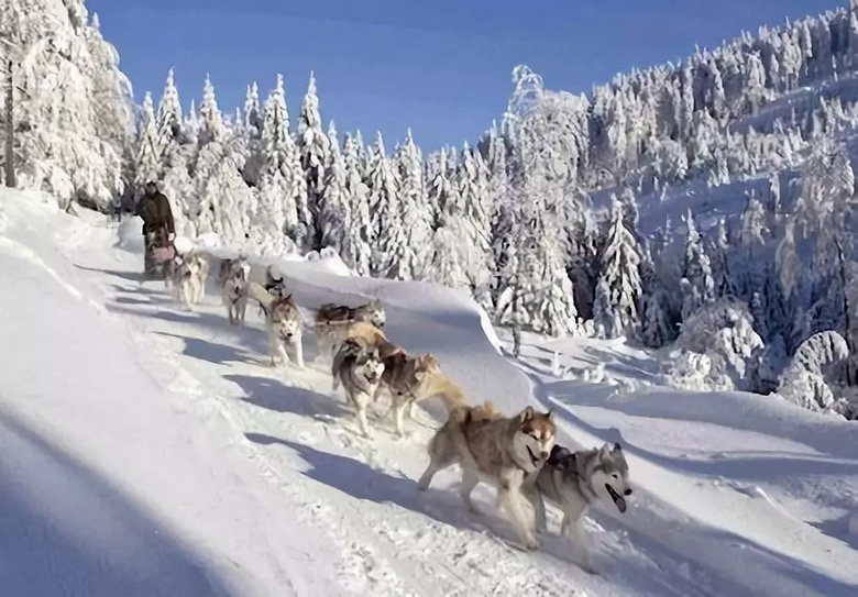 新手养狗,千万别碰哈士奇!