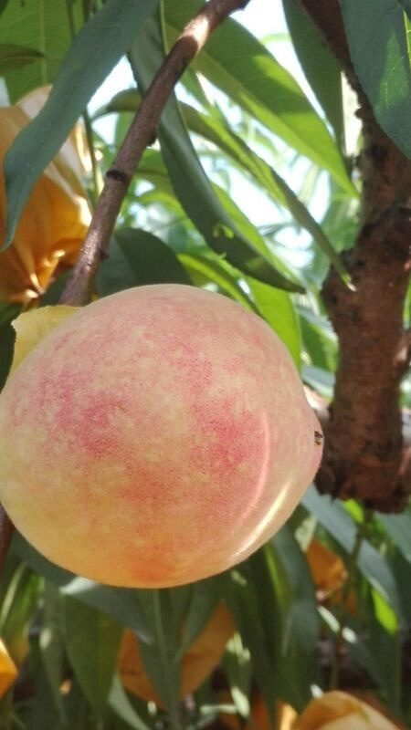 奉化长汀水蜜桃火爆上市了