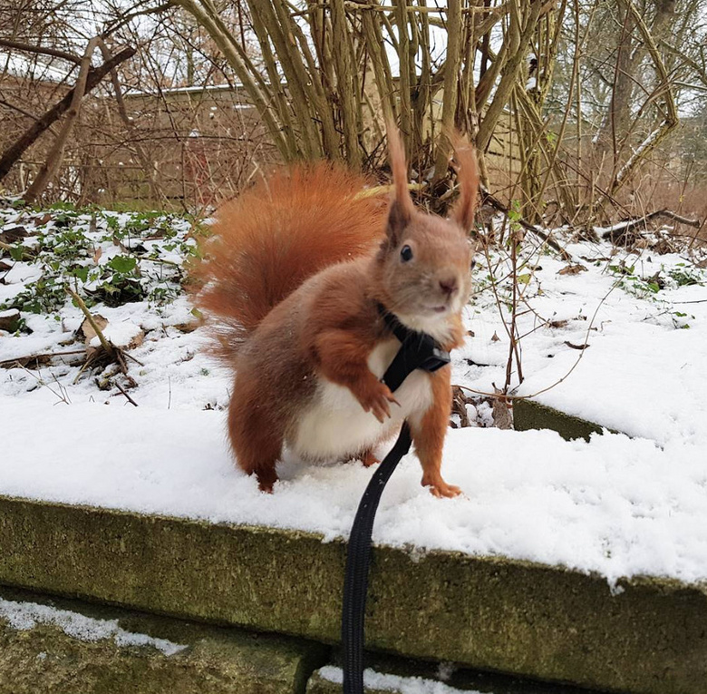 为报恩以身相许,这对跨越种族的恋人真是太甜