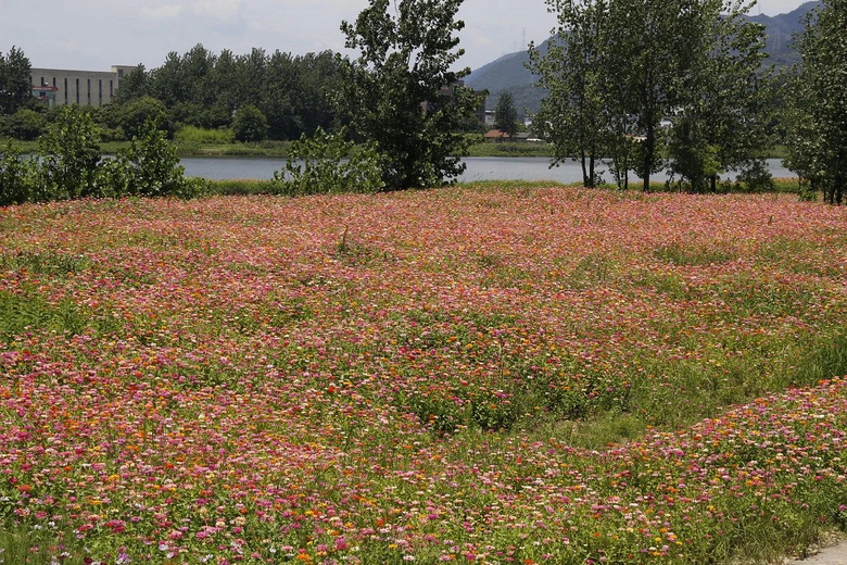 7月,我在杭州花海等你