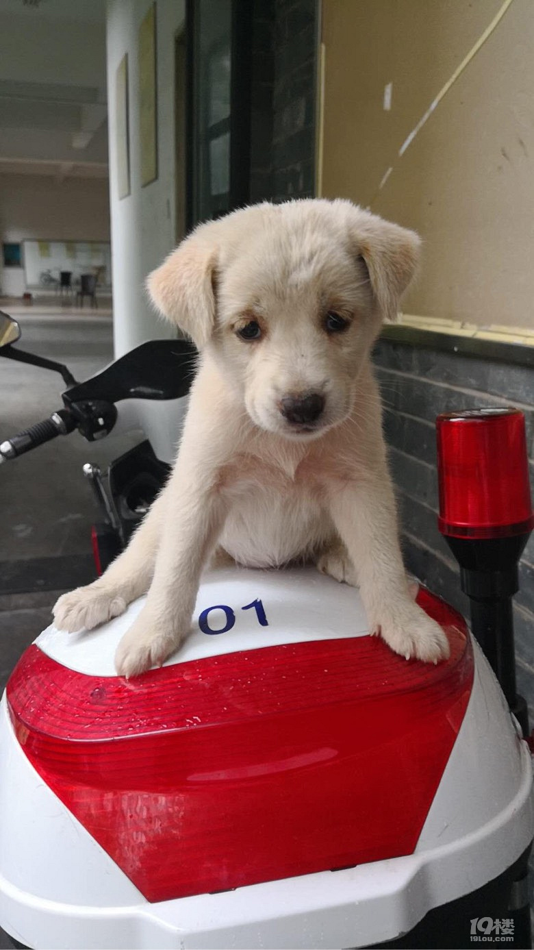 3个月大的糯米狗子求领养