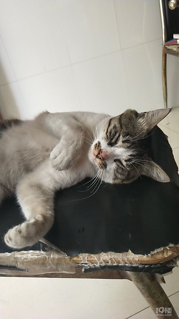 这个样子,咋像死翘翘了啊