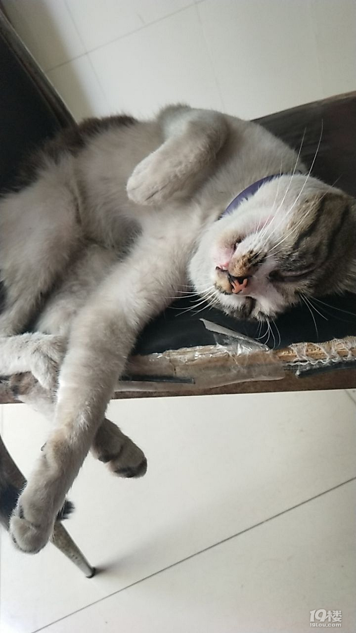 这个样子,咋像死翘翘了啊