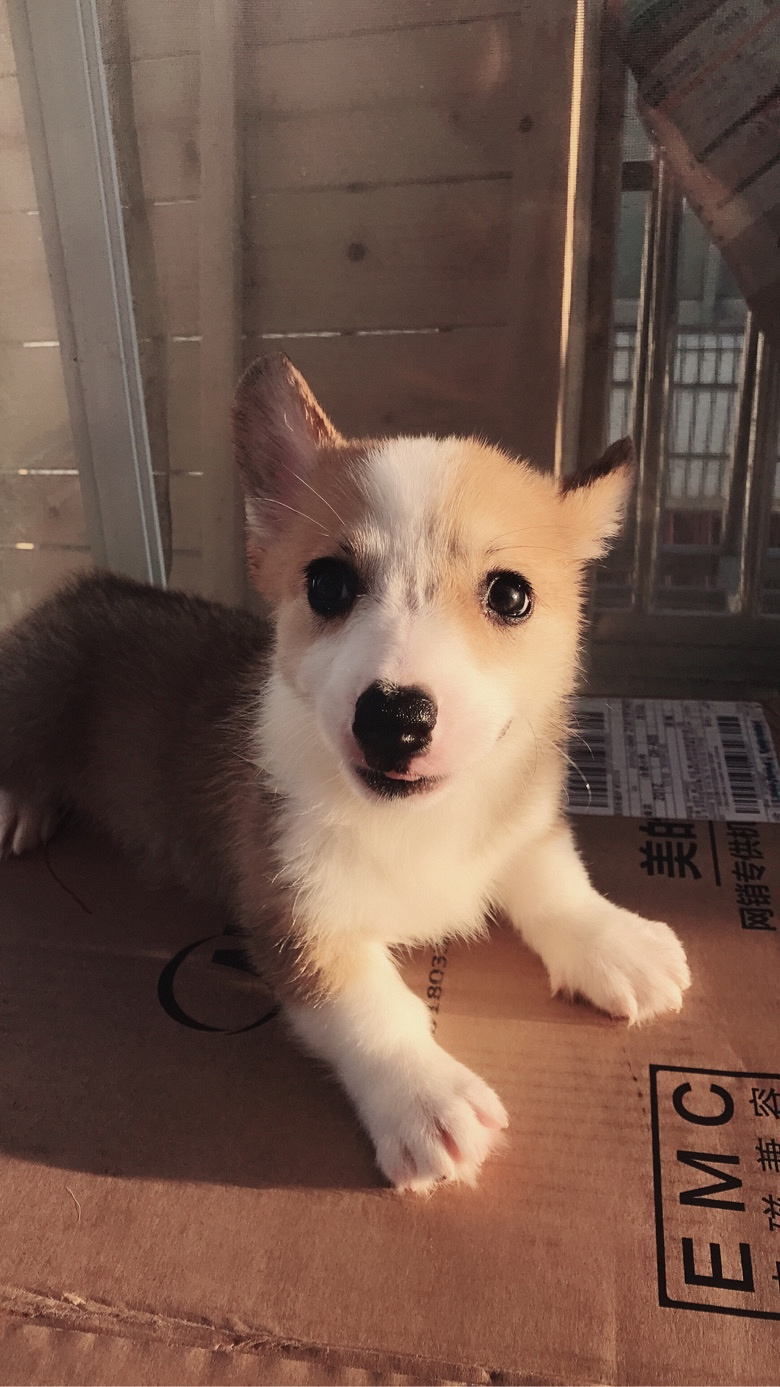 清晨柯基一波秀