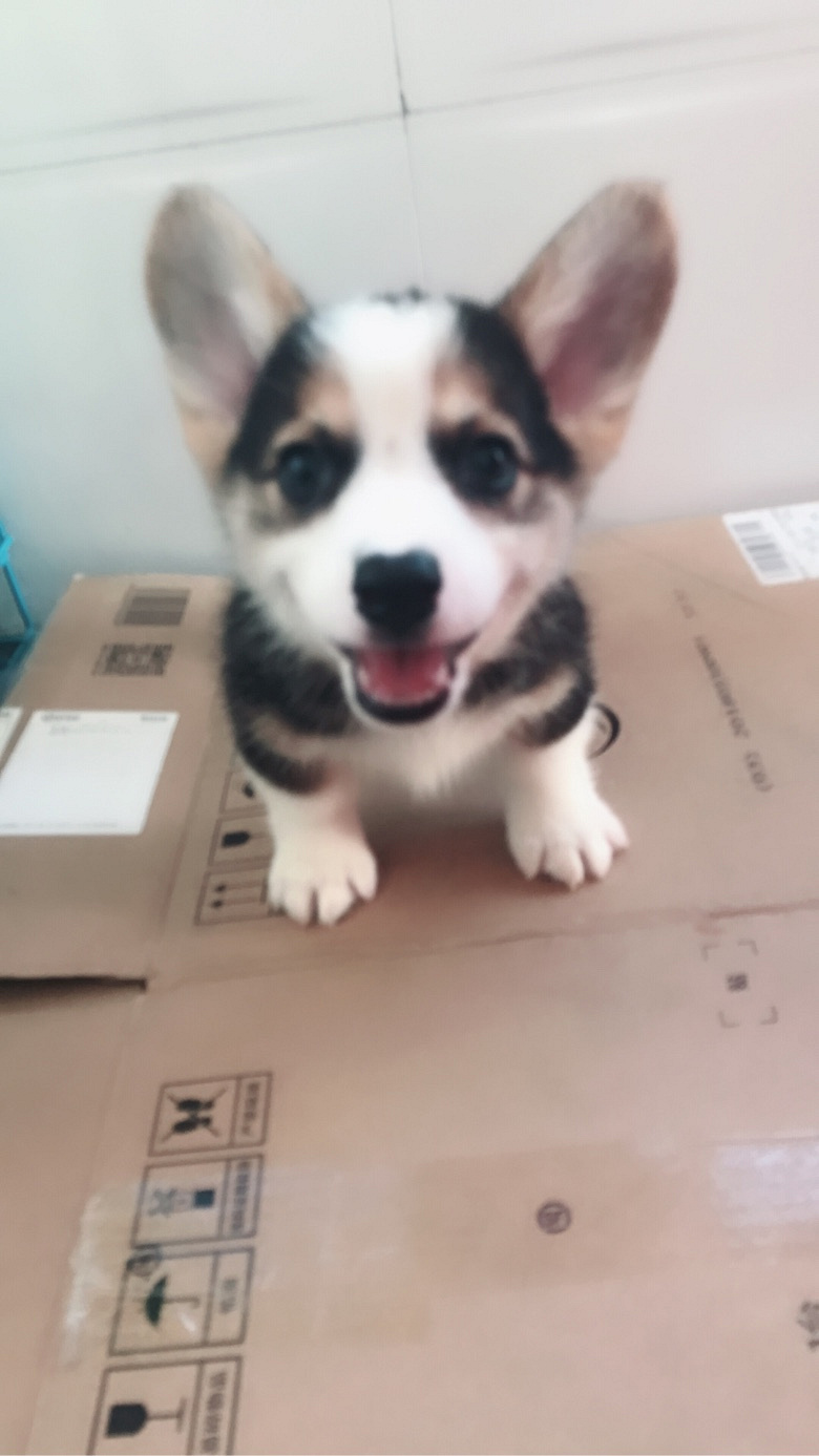 清晨柯基一波秀