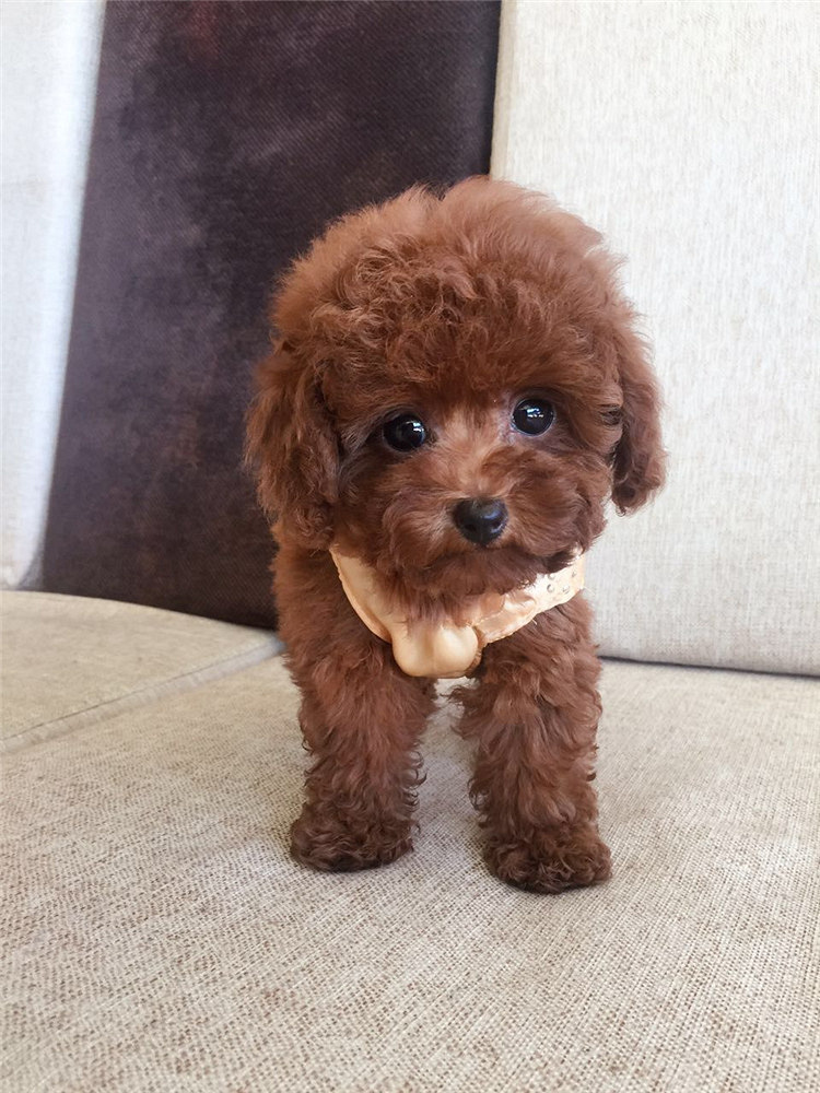 娃娃脸大眼睛小体泰迪