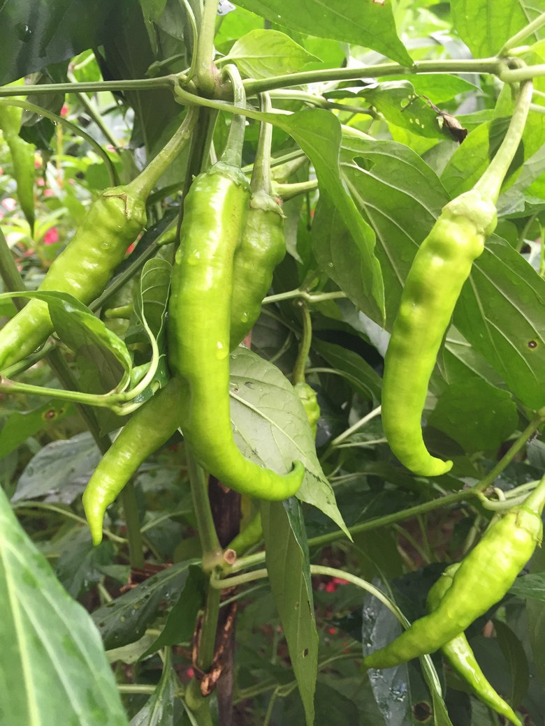 辣椒的转身由青变红