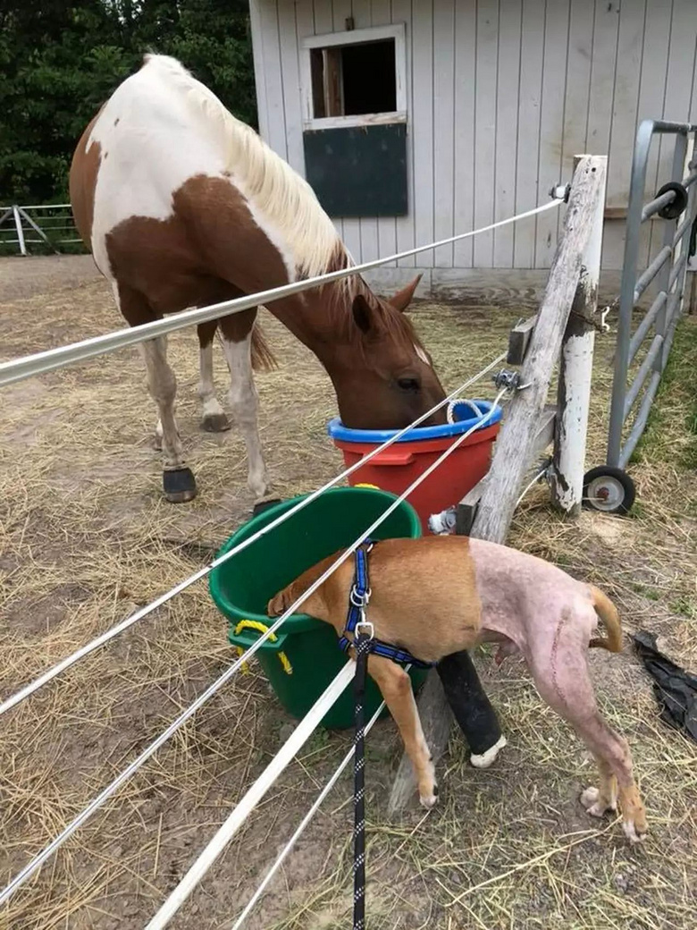 小哥背着受伤的流浪狗骑行10公里,"别怕,我救你!