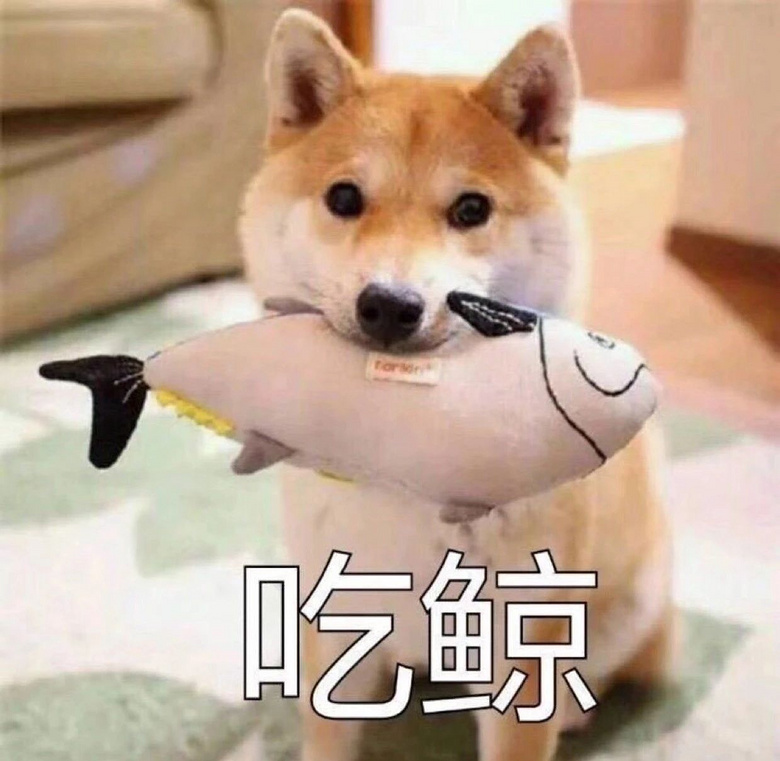 狗能吃鱼,但作为主食要当心!