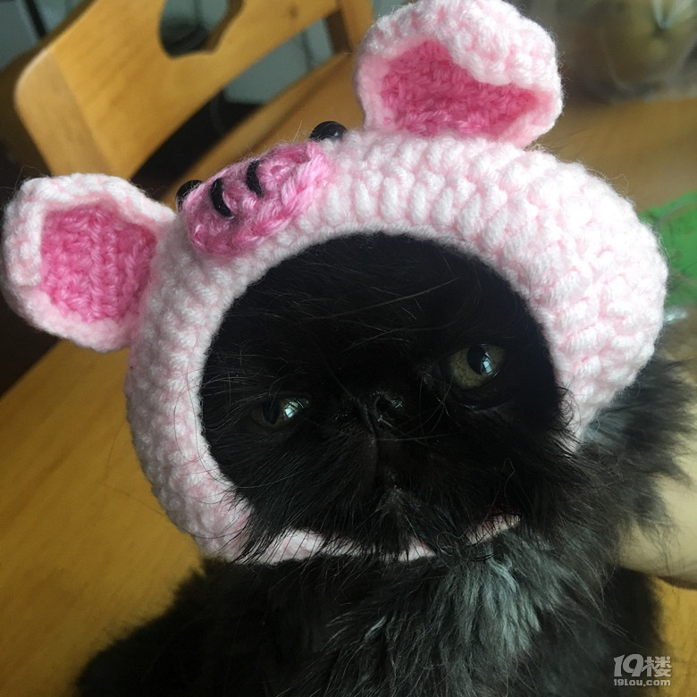 自己家小加菲崽子