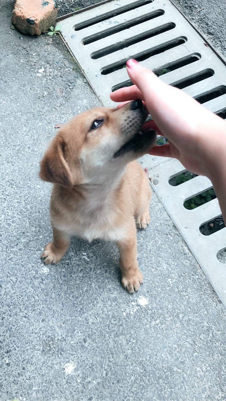 一只流浪小土狗求收养
