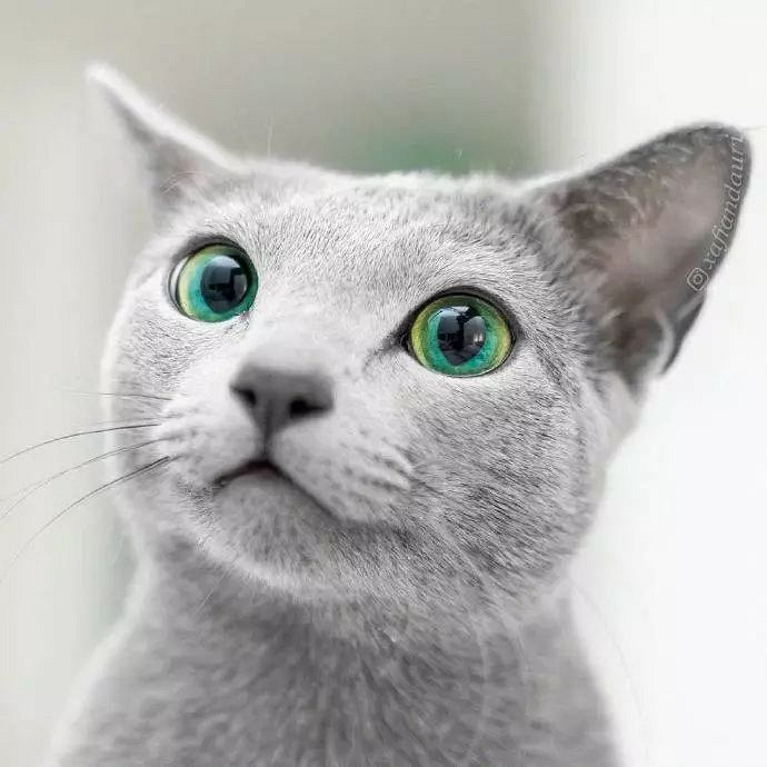 这只拥有碧绿双眸的蓝猫auri,眼睛像湖泊一样清澈!