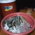 冷猫：原来热狗的反义词是这么来的，哈哈哈哈..._图1