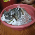 冷猫：原来热狗的反义词是这么来的，哈哈哈哈..._图0