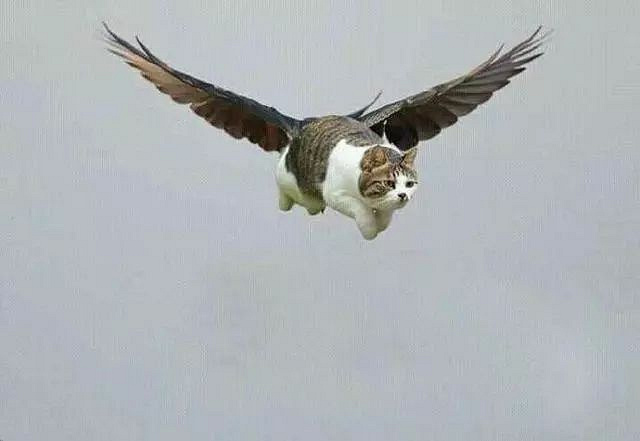 网友拍下自家猫腾空的瞬间,仿佛看到饿极了赶回家吃饭的我!