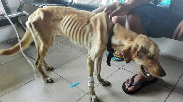 流浪狗找不到吃的,竟开始吃塑料石头,瘦成皮包骨令人心疼!