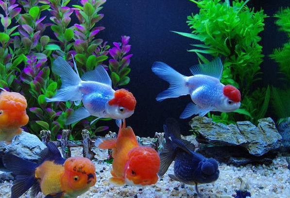 胡子越刮越粗?蜂蜜润肠通便?这些谣言你中招