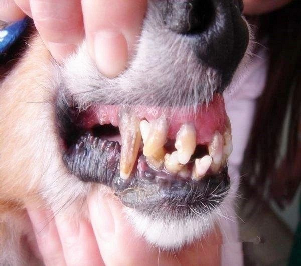狗狗牙齿变黄别不当回事,简单解决的方法就在这里!