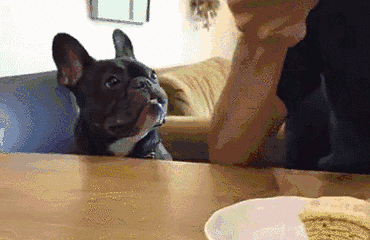 狗狗舔你是因为喜欢你?错!愚蠢的人类