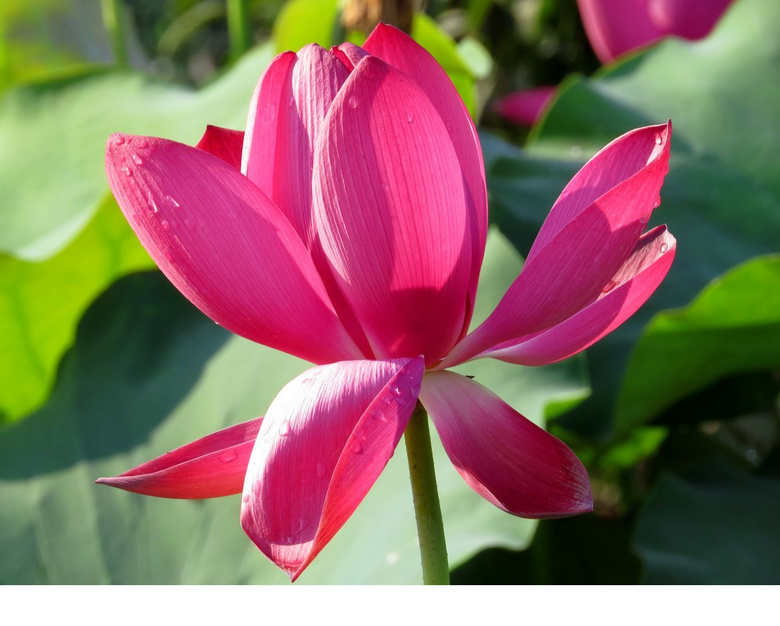 红红的,红荷花.