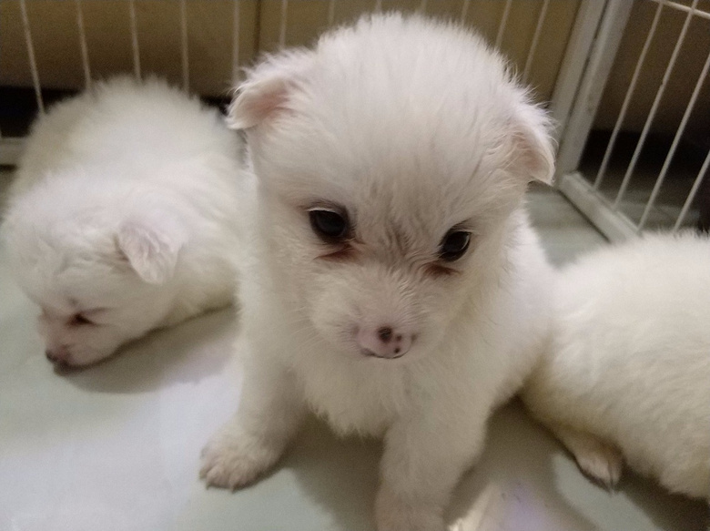 银狐宝宝寻找有缘的新主人