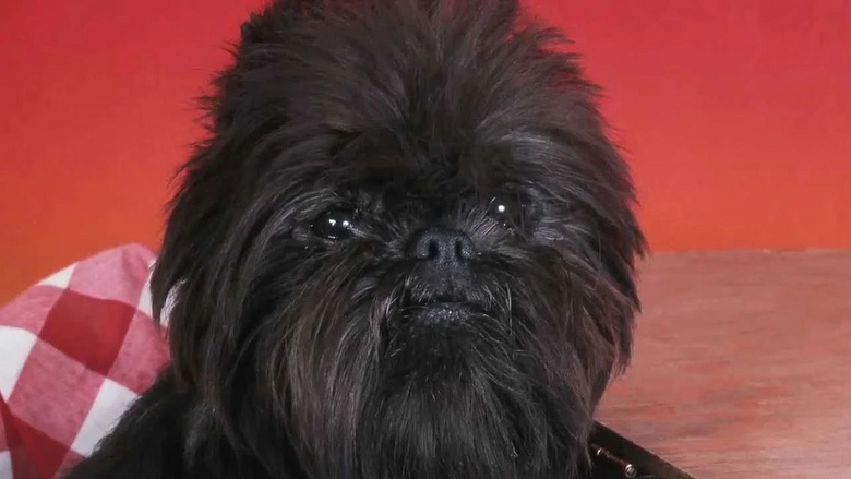 猴脸梗,地球上长得最像孙悟空的狗