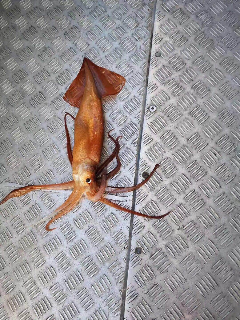 新西兰海钓鱿鱼