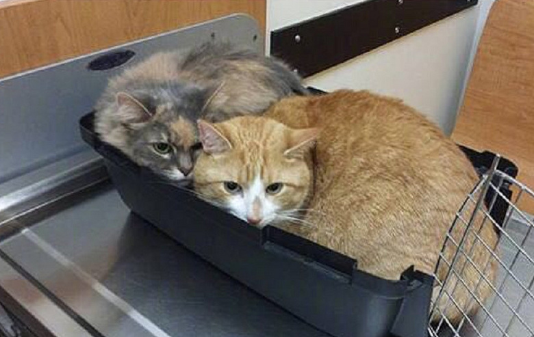 一听要去看兽医,这些猫的反应都可爱炸啦!