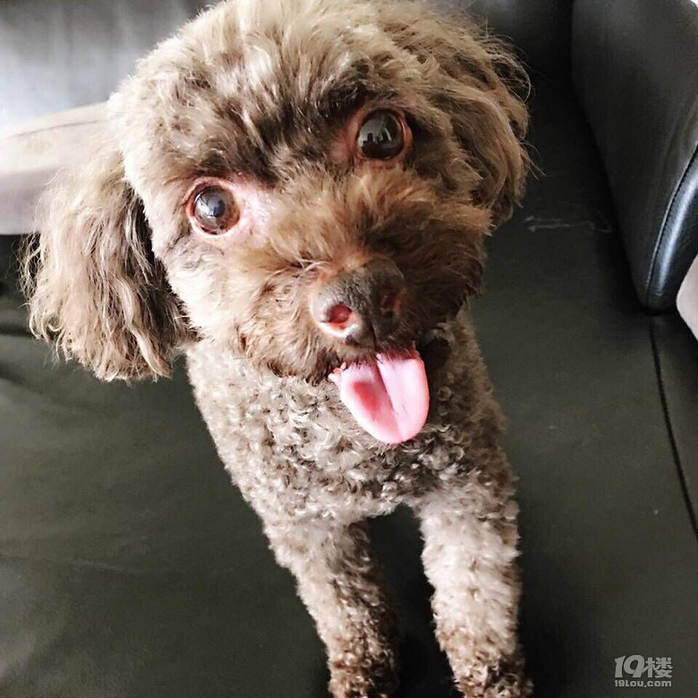 我是一条哈巴狗,专咬各种小女友!献给超级大版