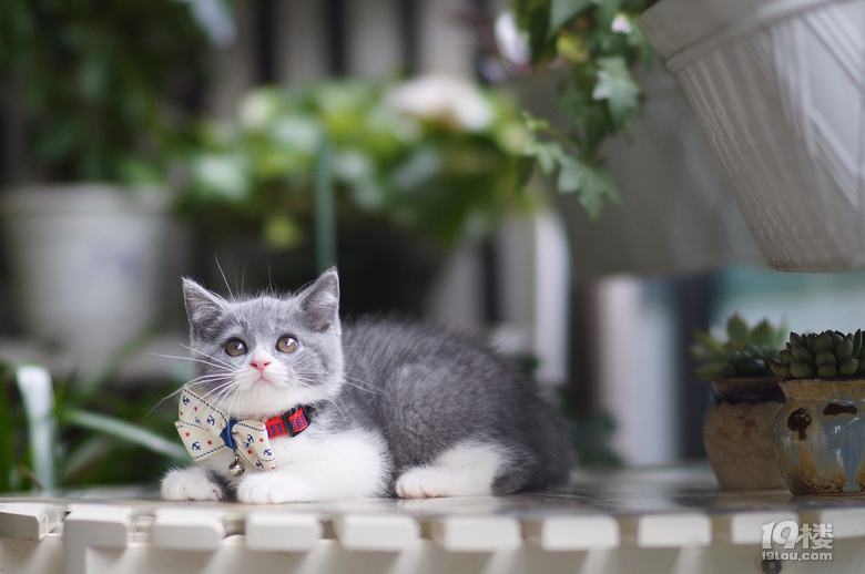 可爱的纯种英短蓝白蓝猫